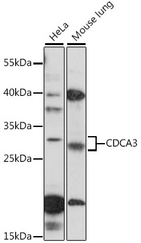 CDCA3 Rabbit pAb