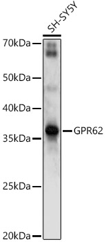 GPR62 Rabbit pAb
