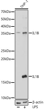 IL1β Rabbit pAb