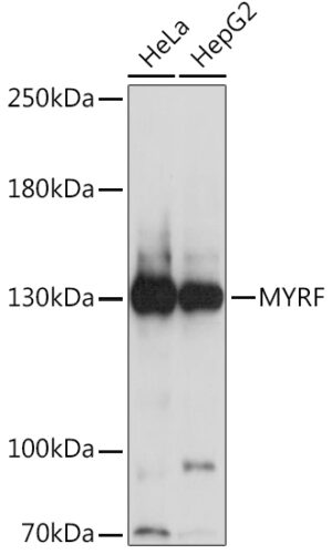 MYRF Rabbit pAb