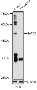[KO Validated] GATA3 Rabbit pAb