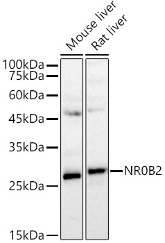 SHP/NR0B2 Rabbit pAb