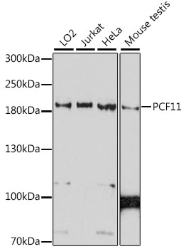 PCF11 Rabbit pAb