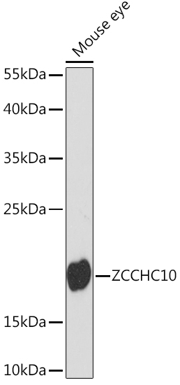 ZCCHC10 Rabbit pAb