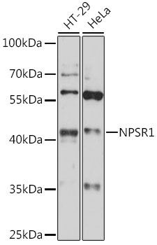 NPSR1 Rabbit pAb