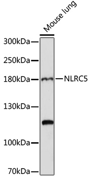 NLRC5 Rabbit pAb