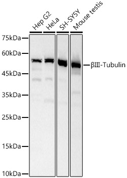 βIII-Tubulin Rabbit pAb