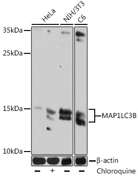 LC3B Mouse mAb