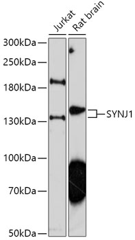 SYNJ1 Rabbit pAb