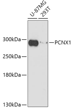 PCNX1 Rabbit pAb