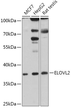 ELOVL2 Rabbit pAb