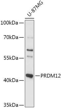 PRDM12 Rabbit pAb