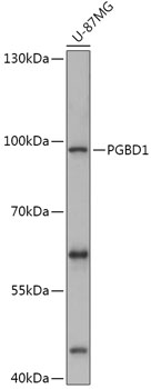 PGBD1 Rabbit pAb