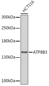 ATP8B3 Rabbit pAb
