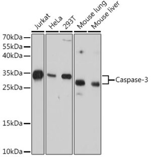 Caspase-3 Mouse mAb
