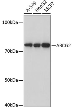 ABCG2 Rabbit mAb