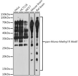pan-Mono-Methyl Arginine Motif Rabbit pAb