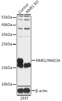 [KO Validated] NME1/NM23A Rabbit pAb