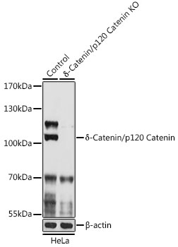 [KO Validated] δ-Catenin/p120 Catenin Rabbit pAb