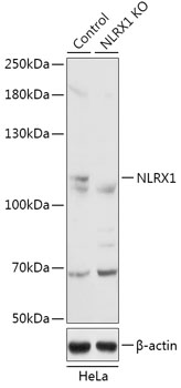 [KO Validated] NLRX1 Rabbit pAb