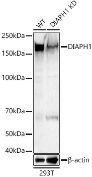 [KD Validated] DIAPH1 Rabbit pAb