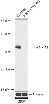 [KO Validated] hnRNP A1 Rabbit pAb