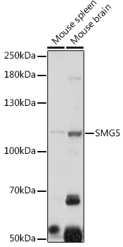 SMG5 Rabbit pAb