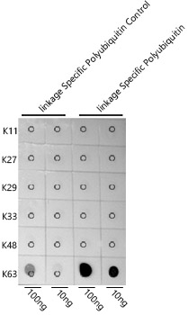 K63-linkage Specific Polyubiquitin Rabbit pAb