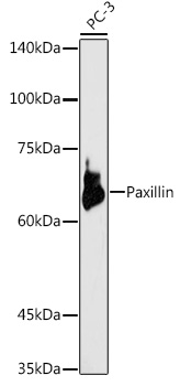 Paxillin Rabbit pAb