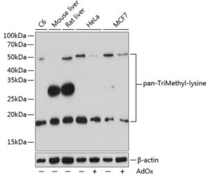 pan-TriMethyl-lysine Rabbit pAb