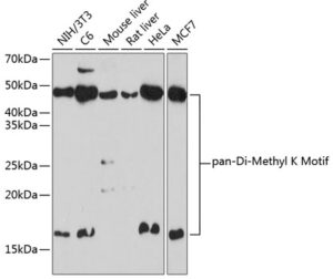 Pan DiMethyl-lysine Rabbit pAb