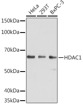HDAC1 Mouse mAb