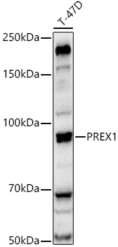PREX1 Rabbit pAb
