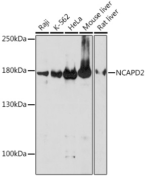 NCAPD2 Rabbit pAb