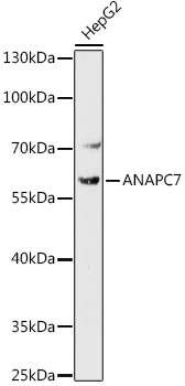 ANAPC7 Rabbit pAb