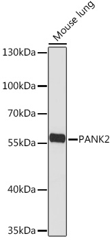 PANK2 Rabbit pAb