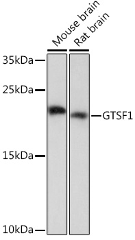 GTSF1 Rabbit pAb