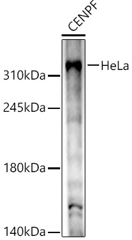 CENPF Rabbit pAb