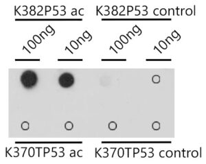 Acetyl-p53-K382 Rabbit pAb