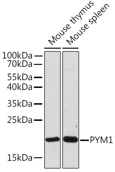 PYM1 Rabbit pAb