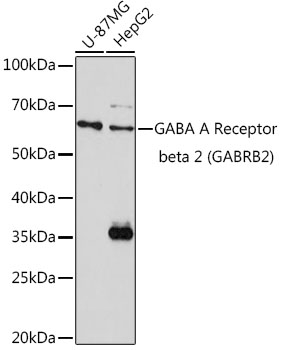 GABA A Receptor beta 2 (GABRB2) Rabbit pAb