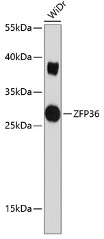 ZFP36 Rabbit pAb