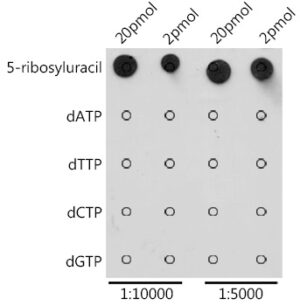 Pseudouridine / 5-ribosyluracil Rabbit pAb