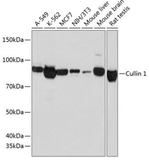 Cullin 1 Rabbit mAb