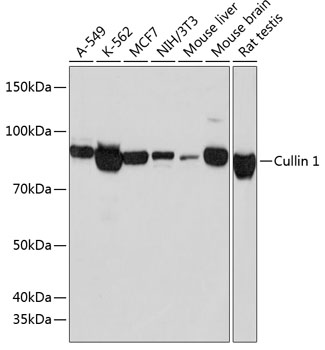 Cullin 1 Rabbit mAb