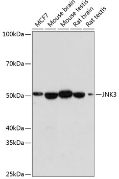JNK3 Rabbit mAb
