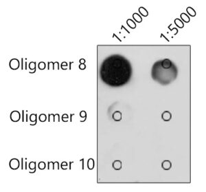 N6-methyladenosine / m6A Mouse mAb