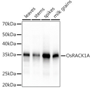 OsRACK1A Rabbit pAb