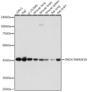 TROY/TNFRSF19 Rabbit mAb