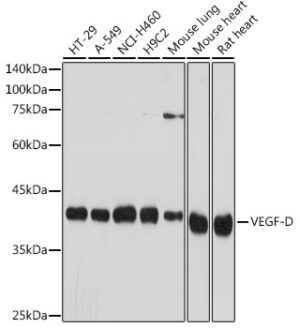 VEGF-D Rabbit mAb